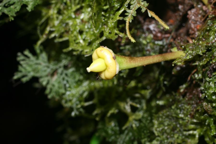 Bignoniaceae Amphitecna 