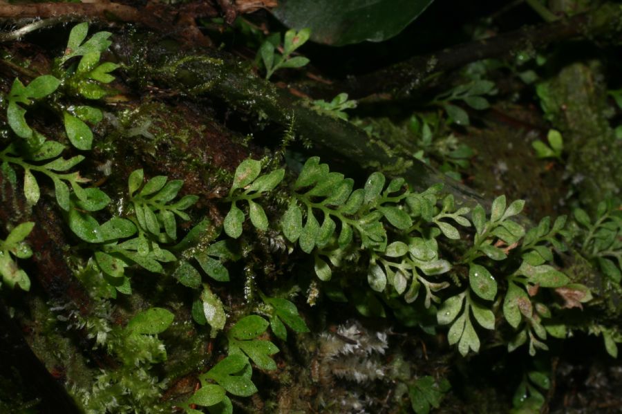 Aspleniaceae Asplenium holophlebium