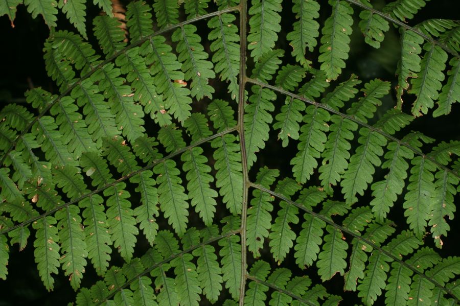 Dryopteridaceae Polybotrya alfredii