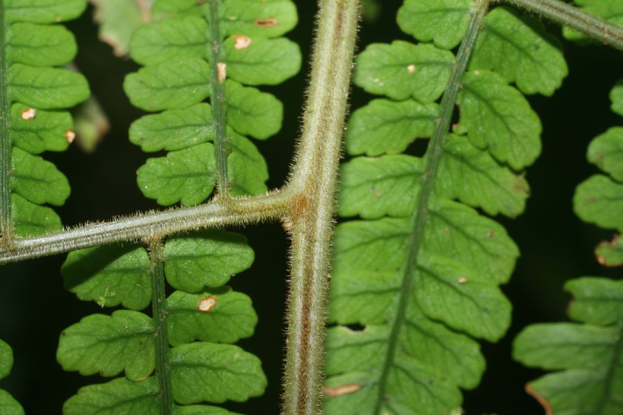 Dryopteridaceae Polybotrya alfredii