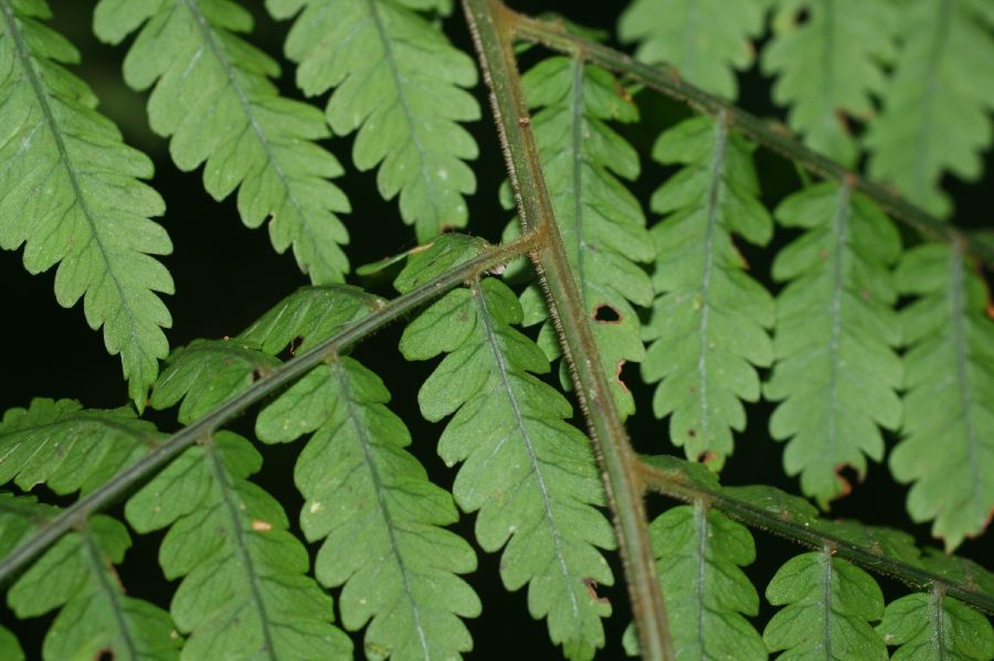 Dryopteridaceae Polybotrya alfredii