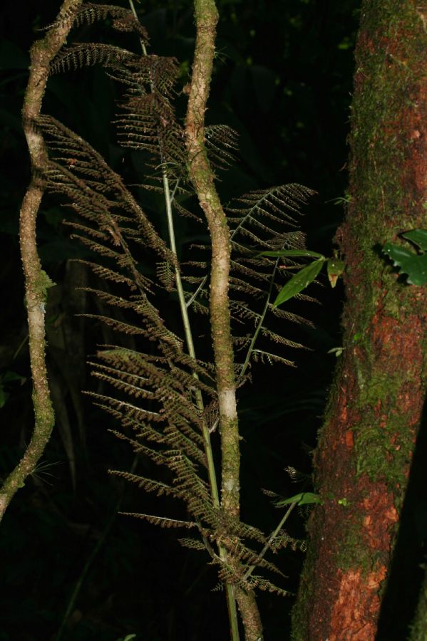 Dryopteridaceae Polybotrya alfredii