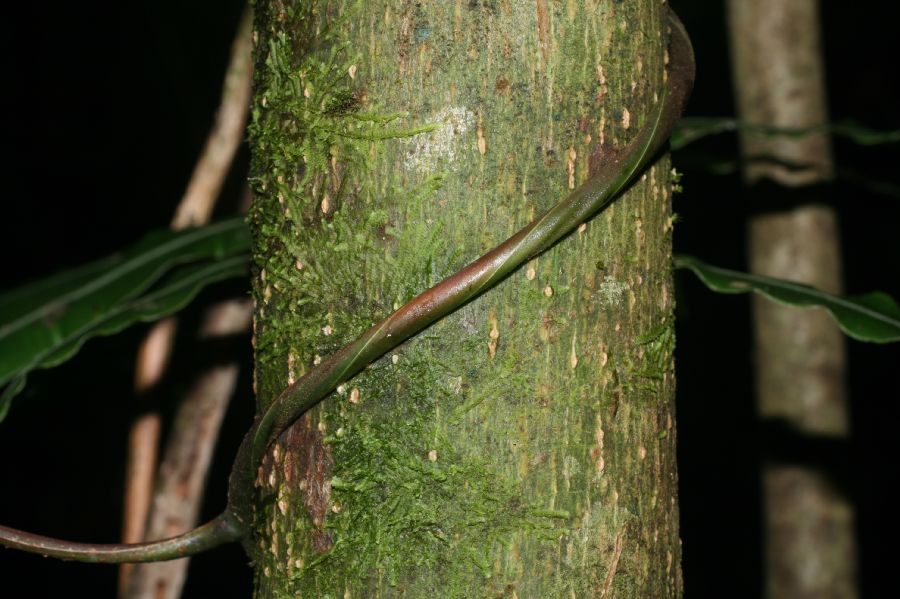 Blechnaceae Salpichlaena papyrus