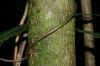 image of Salpichlaena papyrus