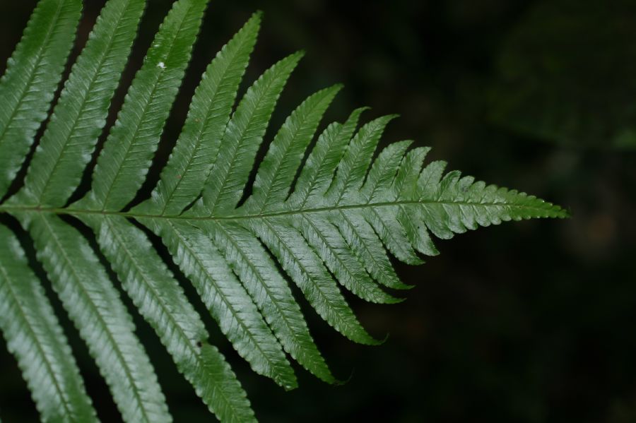 Dryopteridaceae Stigmatopteris heterophlebia