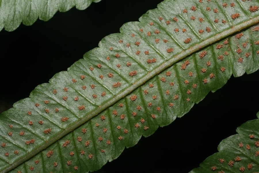Dryopteridaceae Stigmatopteris heterophlebia