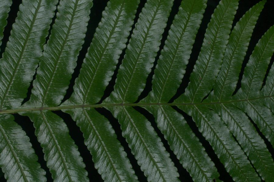 Dryopteridaceae Stigmatopteris heterophlebia