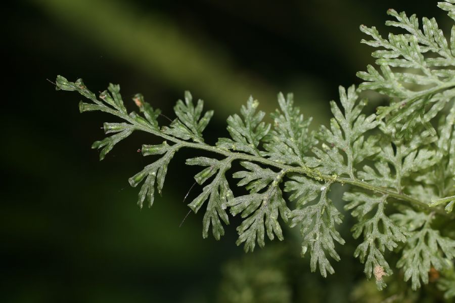 Hymenophyllaceae Po diaphanum