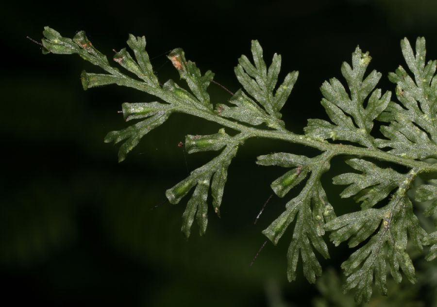 Hymenophyllaceae Polyphlebium diaphanum