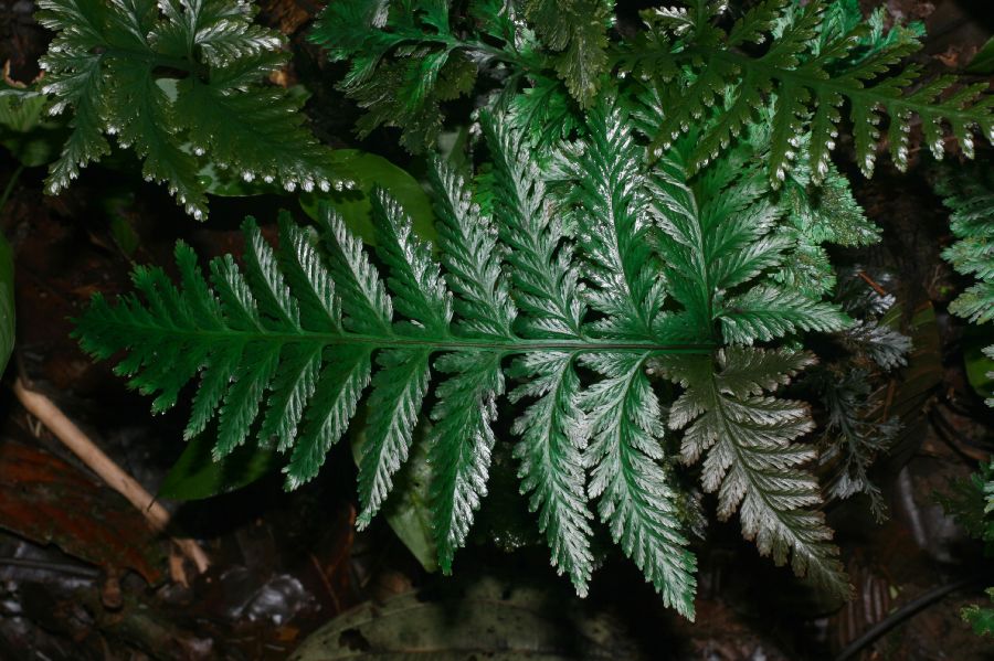 Hymenophyllaceae Trichomanes elegans