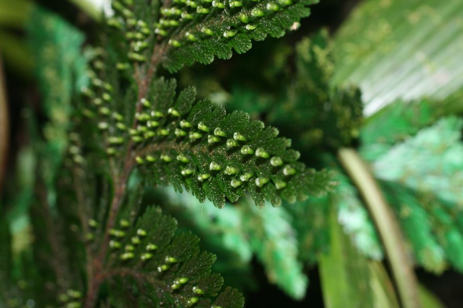 Hymenophyllaceae Vandenboschia collariata