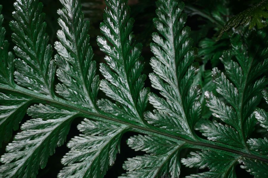 Hymenophyllaceae Trichomanes elegans