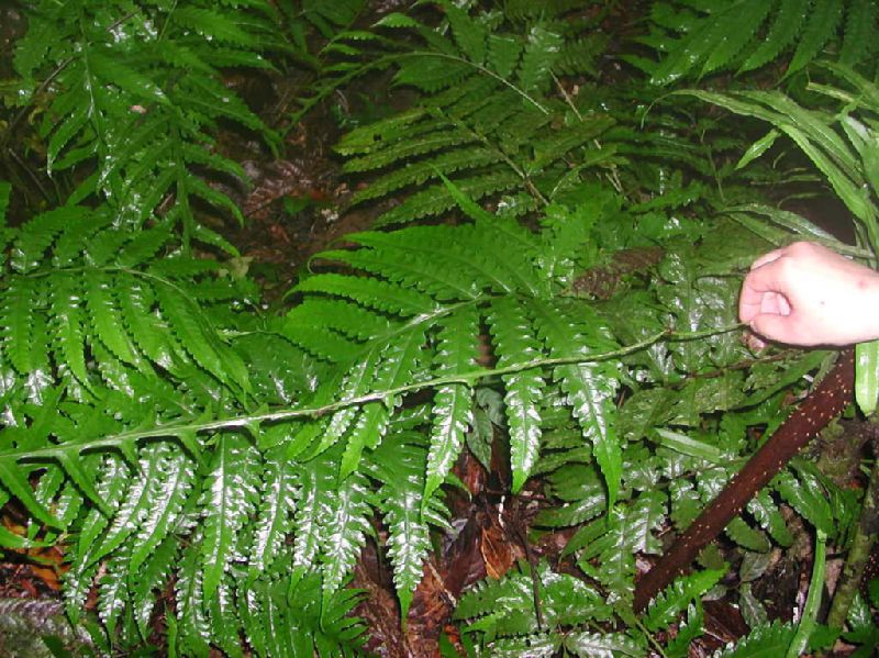 Lomariopsidaceae Bolbitis portoricensis