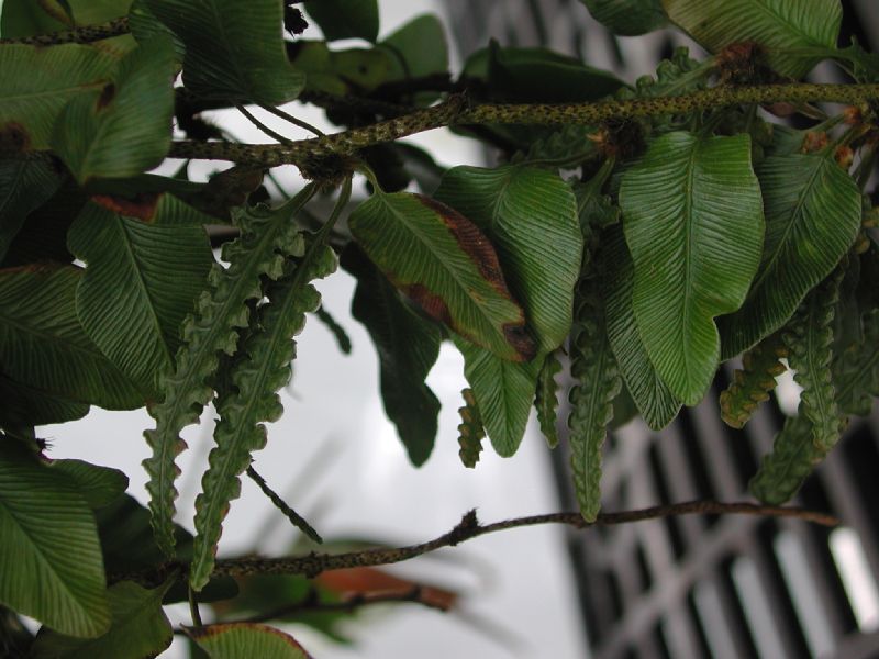 Davalliaceae Davallia heterophylla