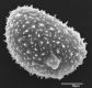 image of Elaphoglossum aubertii