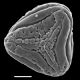image of Anogramma leptophylla