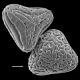 image of Anogramma leptophylla