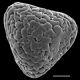image of Anogramma leptophylla