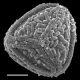 image of Anogramma novogaliciana