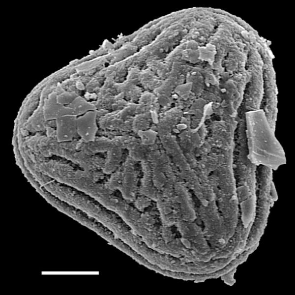 Pteridaceae Anogramma novogaliciana