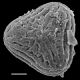 image of Anogramma novogaliciana