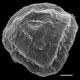 image of Jamesonia goudotii