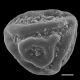 image of Jamesonia goudotii
