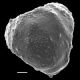 image of Lygodium auriculatum