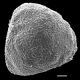 image of Lygodium auriculatum