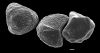image of Lygodium auriculatum