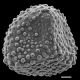 image of Lygodium conforme
