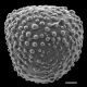image of Lygodium conforme