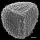 image of Lygodium conforme