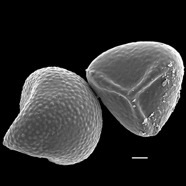 Lygodiaceae Lygodium flexuosum