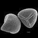 image of Lygodium flexuosum