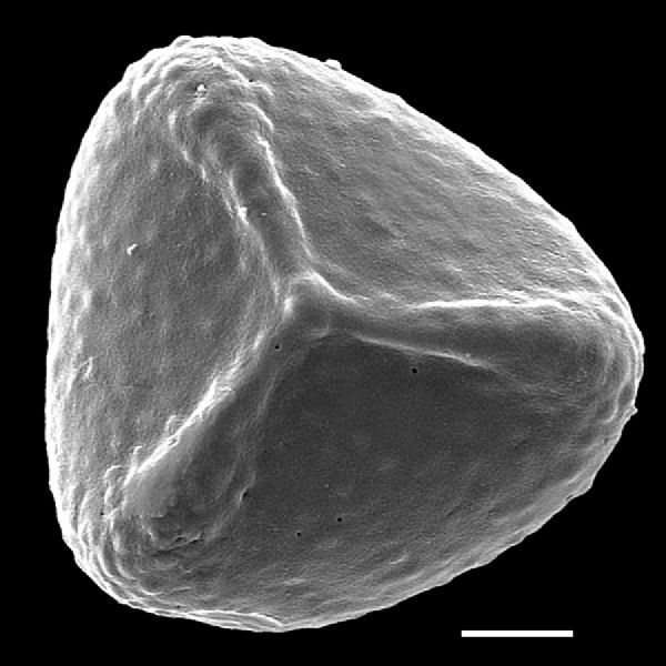 Lygodiaceae Lygodium flexuosum
