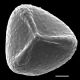 image of Lygodium flexuosum