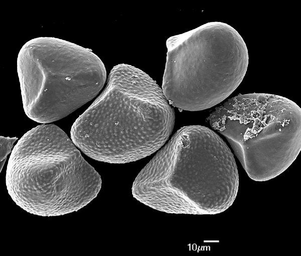 Lygodiaceae Lygodium flexuosum
