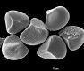 image of Lygodium flexuosum