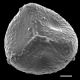 image of Lygodium lanceolatum