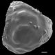 image of Lygodium lanceolatum
