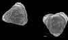 image of Lygodium lanceolatum