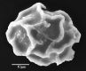 image of Elaphoglossum auricomum