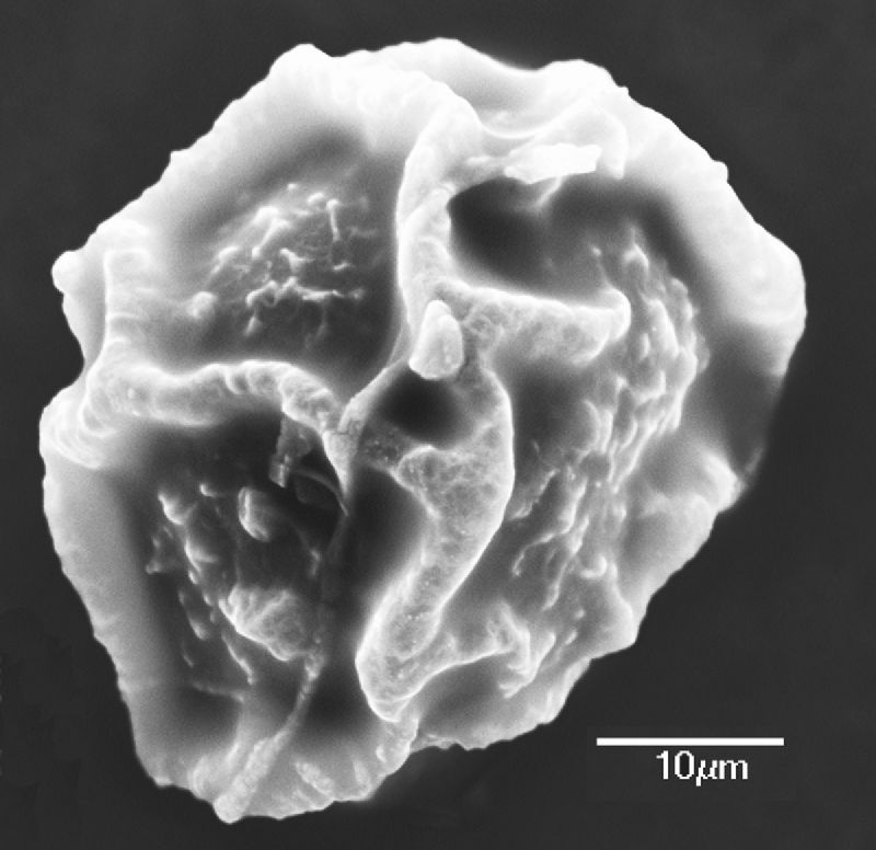 Dryopteridaceae Elaphoglossum auricomum