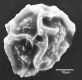 image of Elaphoglossum auricomum