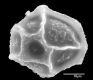 image of Elaphoglossum caricifolium