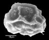 image of Elaphoglossum caricifolium