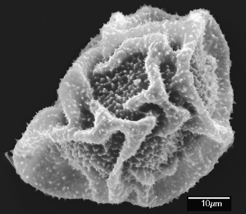Dryopteridaceae Elaphoglossum achroalepis