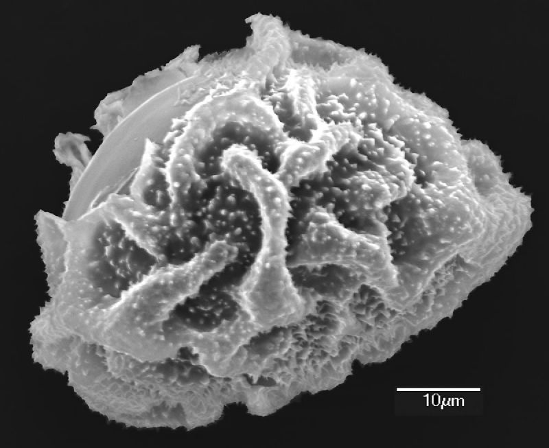 Dryopteridaceae Elaphoglossum achroalepis
