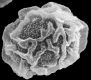 image of Elaphoglossum avaratraense
